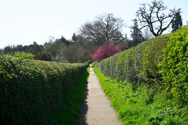 Blutbuche – Fagus Sylvatica Purpurea